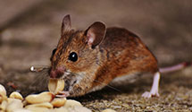 24 Hour & Emergency Exterminators in Lake Adelle, MO